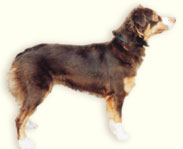 Natural bobtail