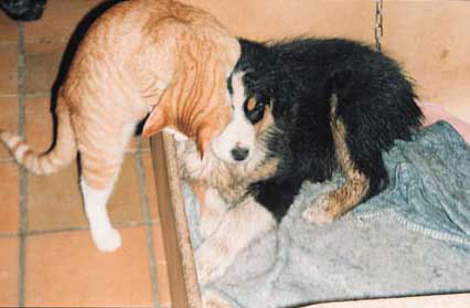 cot_kat1