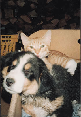 cot_kat3