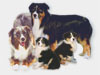 hunde
