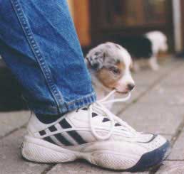 skohun