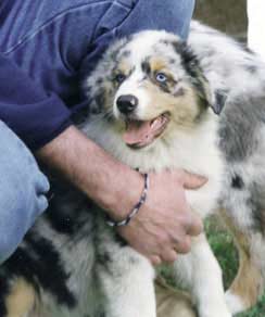 Tallis blue eyed girl