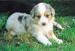 Leo little boy