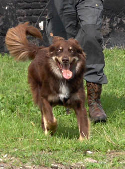Click to see more of A HAPPY WORKING DOG!