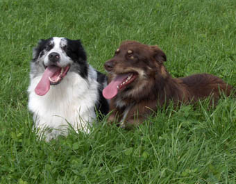 Click to see Chap with other males