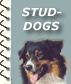 Studdog?