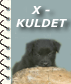 Quiz's kuld