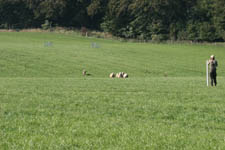 hunde