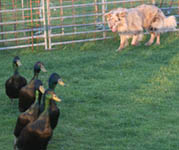 Open Trial dog